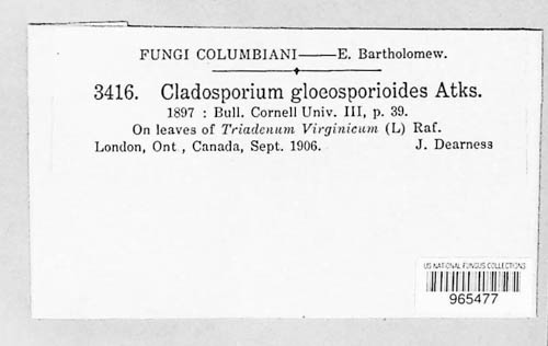 Cladosporium gloeosporioides image